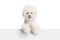 Groomed white Bichon Frise dog standing behind a white panel