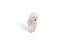 Groomed white Bichon Frise dog walking