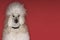 Groomed White Standard Poodle