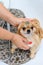 Groomer bathes a dog in the bathtub