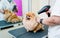 Groomer blow dry a Pomeranian dog after washing in at grooming salon