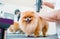 Groomer blow dry a Pomeranian dog after washing in at grooming salon