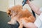 Groomer blow dry a Pomeranian dog after washing in at grooming salon
