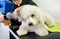 Groomer blowdrying the hair of a small white dog