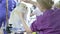 Groomer c combs the hair of a pomeranian in a beauty salon for dogs with a comb