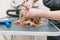 Groomer combing cute yorkshire terrier with comb on the table