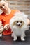 groomer combing wool of spitz in beauty salon for dogs