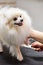 groomer combing wool of spitz in beauty salon for dogs
