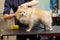 groomer combing wool of spitz in salon, grooming master cuts and shaves, cares for a dog in professional salon