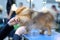 A groomer combs the hair of a pomeranian dog with a brush. Groomer concept