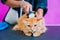 Groomer cutting a beautiful red cat at grooming salon.