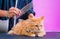 Groomer cutting a beautiful red cat at grooming salon.