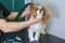 A groomer dries the hair of a King Charles spaniel dog.