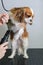 A groomer dries the hair of a King Charles spaniel dog.