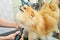 groomer dries the hair of a Pomeranian dog with a hair dryer after bathing in a specialized salon