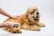 Groomer grooming a lying American Cocker Spaniel on a white background