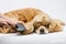 Groomer grooming a lying American Cocker Spaniel on a white background