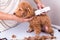 Groomer grooming poodle dog with trim clipper in salon