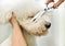 Groomer in a grooming salon trimming a white dog