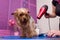 Groomer with hair dryer drying cute furry yorkshire terrier dog