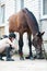 Groomer horsewoman taking care of chestnut horse hoof.