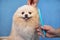 Groomer makes a spitz breed haircut with comb in grooming salon