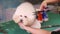 Groomer makes a stylish haircut of thoroughbred Bichon Frise dog