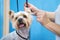 Groomer makes a Yorkshire terrier breed haircut with scissors in grooming salon