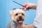 Groomer makes a Yorkshire terrier breed haircut with scissors in grooming salon
