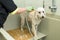 Groomer in a pet salon washing a white dog