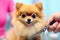 Groomer\\\'s touch: stylish Spitz dog with fluffy fur