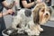 A groomer shaves a dog& x27;s fur with a razor in a barber shop