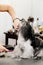 Groomer takes care of the dog`s hair. Element of grooming. Shih tzu.