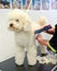 Groomer trimming the coat of a small white dog