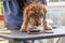 Groomer is trimming dog while he is standing crouched over the grooming tool.