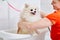 groomer washing a dog, cute fluffy wet pomeranian spitz puppy taking a bath, shower