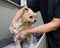 Groomer woman washing spitz dog with shampoo.