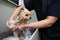 Groomer woman washing spitz dog with shampoo.