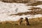 Grooming alpine marmots