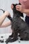 Grooming black small schnauzer with hair clipper