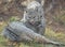 Grooming Bobcat Couple