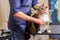 Grooming cat with tool for shedding hair. medicine, pet, animals, health care
