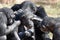 Grooming chimps