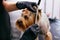 Grooming Dog. Pet Groomer Brushing Dog`s Hair With Comb At Salon