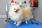Grooming dogs Spitz Pomeranian on the table