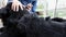 Grooming of the giant black Schnauzer dog side view