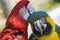 Grooming Green Wing Macaw Blue Gold Macaw