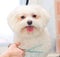 Grooming Maltese dog