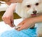 Grooming Maltese dog