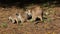 Grooming meerkat family